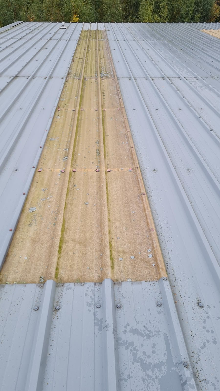 Rooflight before: lichen and dirt blocking the light