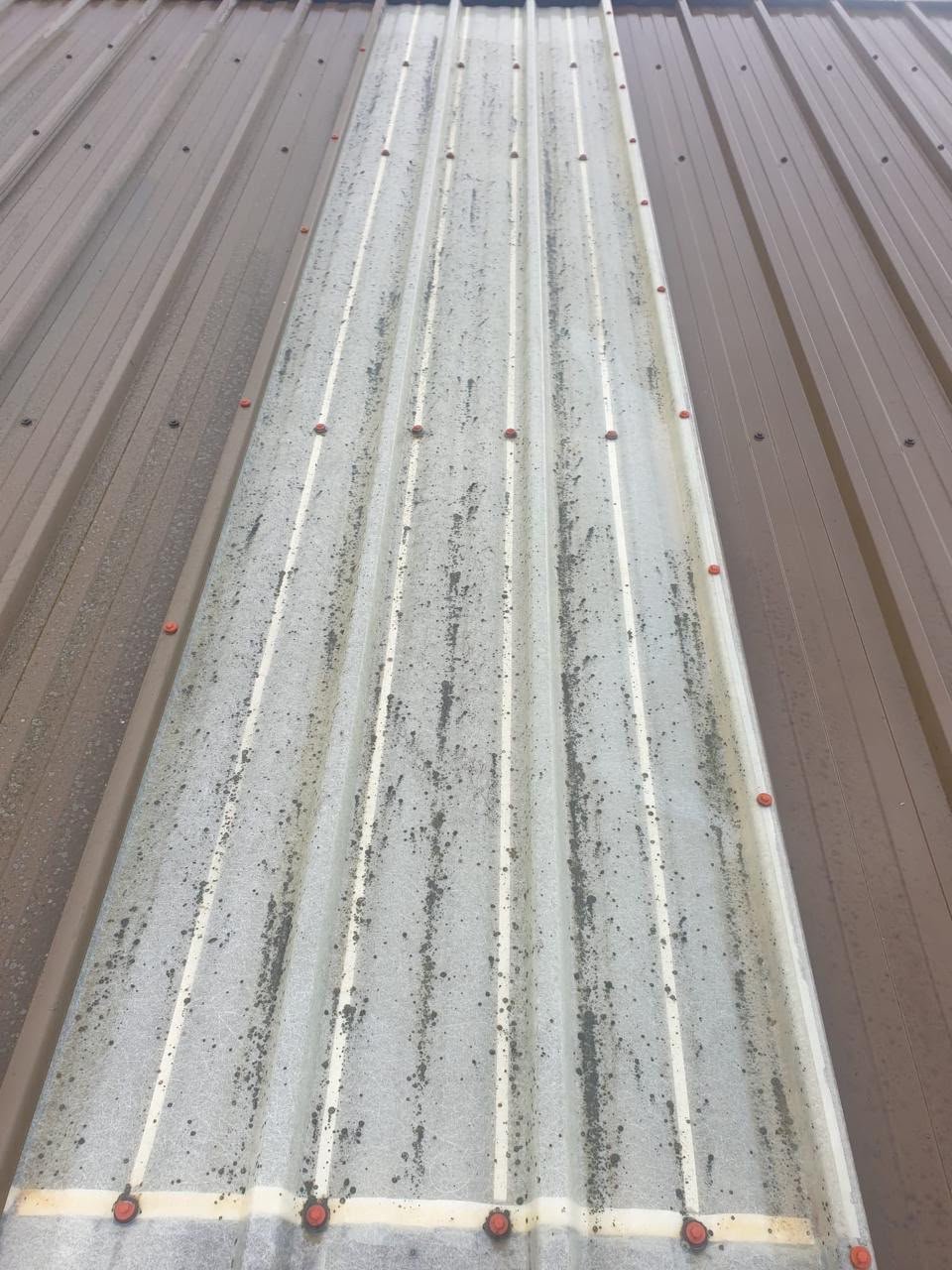 Heavier growth on an older rooflight